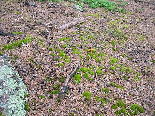 Alla ricerca della Arachnopeziza